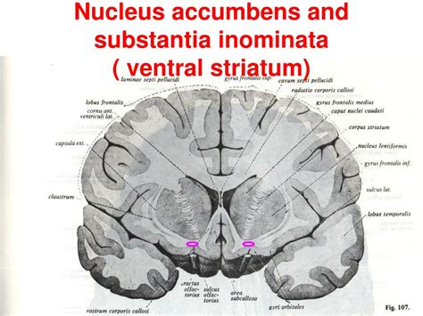 ventral striatum|ventral striatum vs nucleus accumbens.